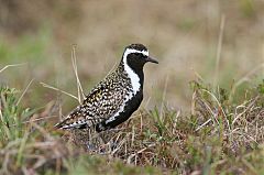 Pacific Golden-Plover